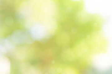Wall Mural - nature bokeh blur abstract background with sunlight and green tree
