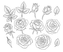 Set Of Decorative Design Elements Of Rose Flowers And Leaves In Vintage Style. Retro Line Art, Outline Roses. Vector Illustration Isolated On The White Background