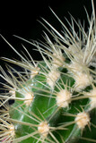 Fototapeta Dmuchawce - Kaktus w makro