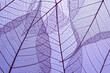 Leinwandbild Motiv Beautiful Leaf veins texture, Abstract autumn background of Skeleton leaves purple
