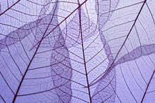 Beautiful Leaf Veins Texture, Abstract Autumn Background Of Skeleton Leaves Purple