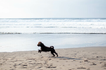 Wall Mural - Silhouette of a puppy rushing into the ocean on the sand beach at dawn