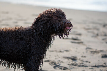 Wall Mural - Wet Irish Water Spaniel with her tongue out on the sand beach at daylight