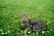 Attentive Gray Tabby Cat Lies On A Flower Meadow