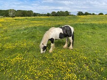 Brown And White Horse, Grazing In A Meadow, Filled With Buttercups Near, Bradford,  Yorkshire, UK