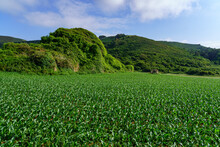 Small Plant Corn Field With Mountains Of Green Meadows And Blue Sky.
