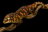 Fototapeta Zwierzęta - New Caledonian giant gecko (Rhacodactylus laechianus)