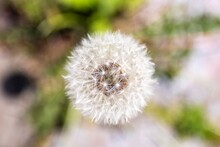 A Top Down Close Up Macro Portrait Of A White Fluffy Common Dandelion Flower. You Can See All The Small Silver-tufted Fruits Our Seed Of The Taraxacum Officinale Perennial Plant.