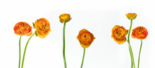 Ranunkel Blumen Mit Stengel In Orange Isoliert Auf Weiß, Florales Muster Blumenkonzept