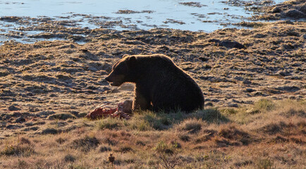 Lone Grizzly bear feeding on elk carcass in the Yellowstone National Park in Wyoming USA