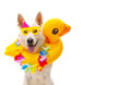 happy dog with sunglasses and swim ring on isolated white background