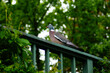 A wood pigeon on a railing observes the situation.