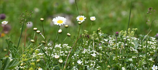 Poster - flore alpine