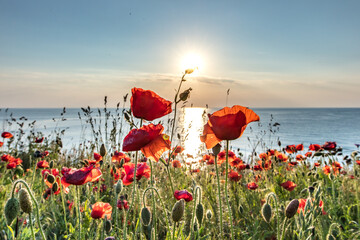 mohn am meer