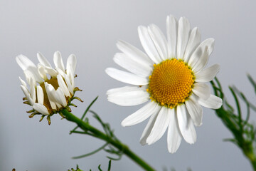 Wall Mural - Geruchlose Kamille, Falsche Strandkamille // Scentless false mayweed (Tripleurospermum inodorum)