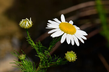 Poster - Scentless false mayweed // Geruchlose Kamille, Falsche Strandkamille (Tripleurospermum inodorum)