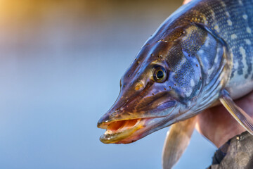 Close-up of caught pike fish trophy in water. Fishing background.Pike catch lure.