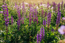 Purple Lupin Flowers Spikes Blooming In Summer Field. Landscape With Violet Blossoms In Morning