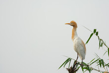 Cattle Egret Or Small Heron In Bamboo Tree. Cattle Egret With Breeding Plumage In Breeding Season