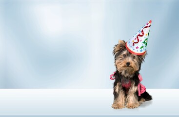 Poster - Cute dog wearing a party hat. Dog food, goods for pets advertising concept.