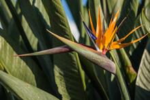 Close Up Of Bloomed Bird Of Paradise Orange Flower