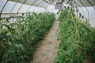 Sticker - Cucumber plantation in a greenhouse