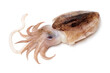 Raw cuttlefish on white background