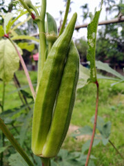 Sticker - A Joint Okra in the farm.