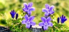 Purple Campanula Flowers, Bellflowers. Dalmatian Bellflower ,Adria Bellflower ,Wall Bellflowers (Campanula Portenschlagiana ,Campanula Muralis).