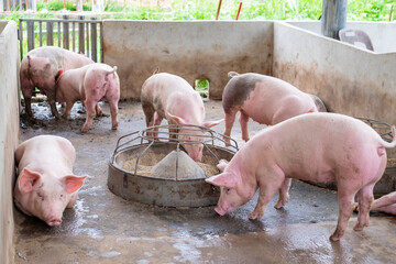 Pig farm in swine business in tidy and clean indoor housing farm, with pig mother feeding piglet