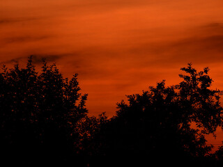 Wall Mural - silhouette of tree with orange sky background at sunset