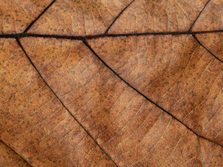 dry brown leaf texture ( teak leaf )