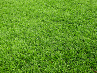 Canvas Print - green grass background, lawn texture