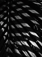 Poster - black and white palm leaf with shadow