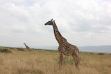 Fototapeta Sawanna - two giraffes standing in the wild