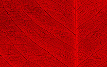 Close Up Vein Of Red Leaves Texture