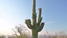 Giant Saguaro Cactus In Arizona Park, Tilt Down.