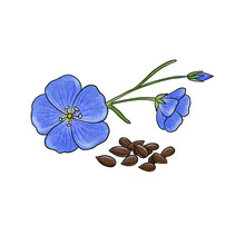 Drawing Linseeds And Flax Flower, Hand Drawn Illustration