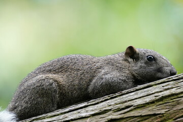 Canvas Print - squirrel on the branch