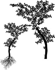 Wall Mural - small trees and root isolated on white