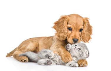 Aufkleber - Playful English cocker spaniel puppy hugs and kisses  gray baby kitten. isolated on white background