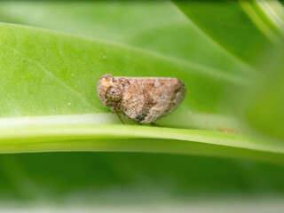 Wall Mural - Macro Photo of Planthopper on Green Leaf