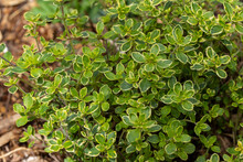 Close-up View Of A Variegated Lemon Thyme (thymus Citriodorus) Herb Plant In A Sunny Herb Garden With Cedar Bark Mulch