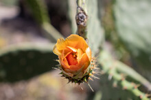 Orange Flower Of A Prickly Pear Plant (Opuntia) With Spikes At Its Base. 