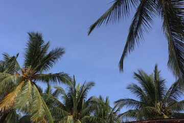 coconut leaf background and blue sky, perfect photo for summer and vacation