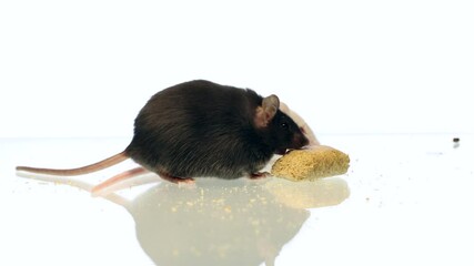 Wall Mural - Obese mice eating food and drinking water