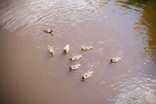 Group Of Ducks In Brown Water Top View