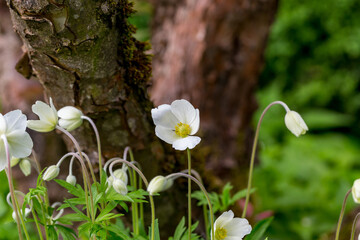 Anemone sylvestris flower detail 2