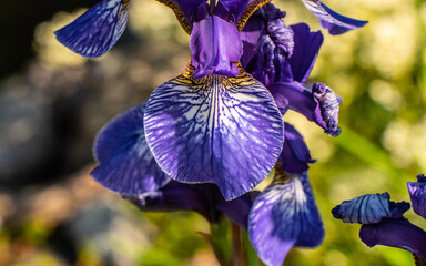 Sticker - purple iris flower