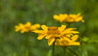 Rudbeckia flowers on a blurred background.